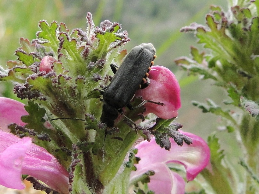 Cantharis obscura?  No, Cantharis tristis